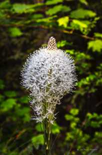 Bear Grass-4000.jpg Bear Grass-4000.jpg